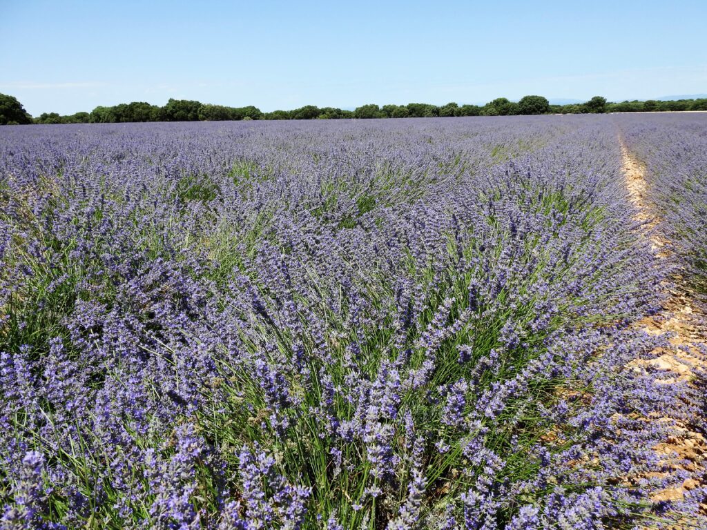 Campos de lavanda. Llegando a Brihuega