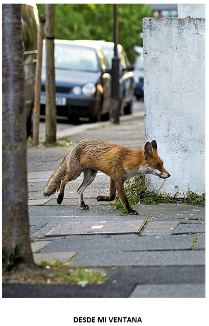 El manifiesto de los animales