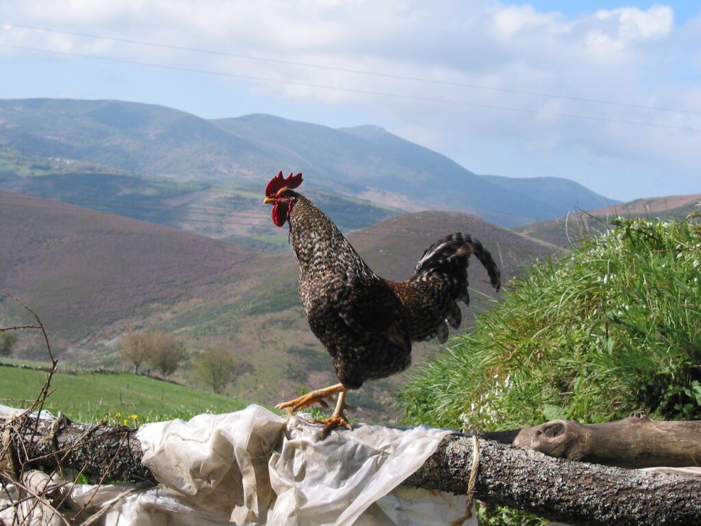 Gallo cerca de O cebreiro