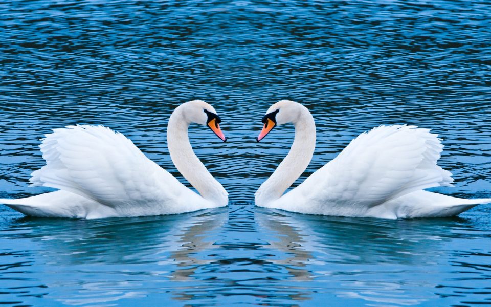700. amor-de-cisnes-1130